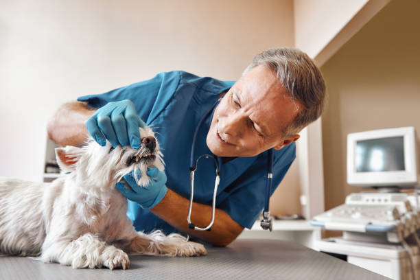 Best Emergency Treatment for Dental Infections or Abscesses in Avon, CO